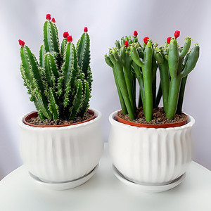 高档多肉植物仙人办室内防棍射光辐树绿植盆m栽掌公室吸甲醛万ins