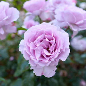 高档小鼹鼠园艺家 北极冰月季小王子蓝紫色大花月季浓香盆栽玫瑰