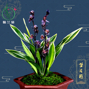 新花苗墨兰望月冠l不带花苞浓香型四季好养室内花卉绿植物盆栽盆
