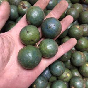 新鲜带皮青皮金刚l菩提子原籽手串爆肉双龙纹五六瓣原子男女士手