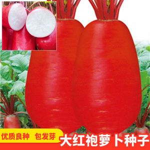 徐州大红袍萝卜种子大红萝卜种籽红皮白肉萝卜春秋田园种蔬菜种子
