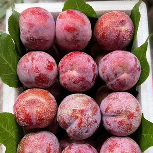 【现货大果】5斤李子新鲜水果孕妇红心血丝李三华李现摘现发包邮9