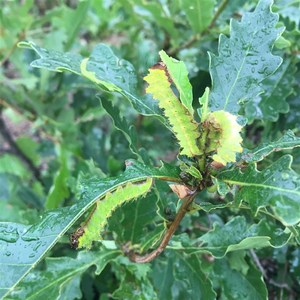 新款东北柞树苗蒙古栎树中草药橡绿树种苗南北方花园庭地盆栽院.
