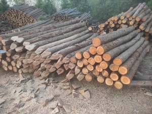 河道打桩木，原木杉树松树，各类工程打桩木，绿化杆，河道打桩木