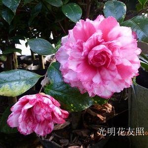 茶花斑丽修