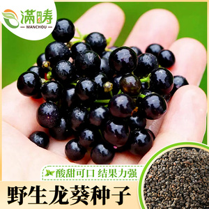 农家野生龙葵种子黑悠悠种籽四季春季小燕悠阳台盆栽高产水果种孑