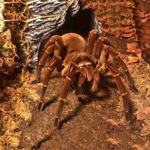 适用于亚马逊巨人食鸟蛛短毛种TS4-22厘米蜘蛛宠物南美高端大型地