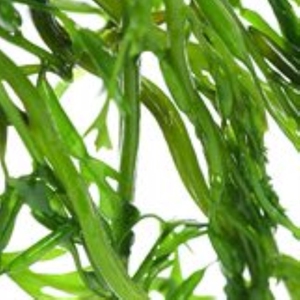 网红鞭炮笋新鲜海藻羊栖菜火锅凉拌菜海草火炮菜长寿菜荣成盐渍