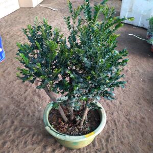 小叶紫檀盆景树苗绿檀树桩室v内阳紫花卉台植盆栽耐寒四季常青植