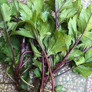 四季广东新鲜现摘红艾草叶珍珠菜野生白花蒿红艾鸭脚艾株苗包改良