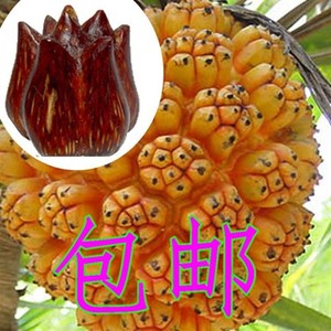 海南滴血莲花原籽鲜果菩提子野菠萝手串原料山菠萝X露兜树子整果