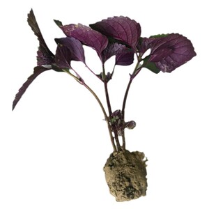 紫苏苗带土发货现摘现发农家野生紫苏幼种植苗阳台盆栽可食用香料