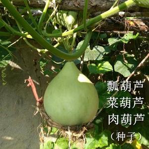 瓢葫芦种籽菜葫芦肉葫芦种子非转基因可以自己留种老品种春播蔬菜