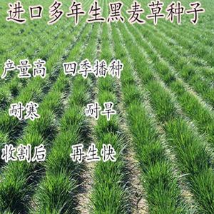 黑麦草草籽冬天耐寒牧草高产种籽冬牧70草种子四季多年生宽叶养殖