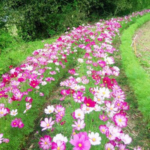 矮杆格桑花种子波斯菊春季四季开花易活室外庭院春天花种籽孑
