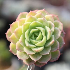 新酸橙辣椒多肉植物稀有贵货状萌态肉肉办公卉绿植园艺花室四季.