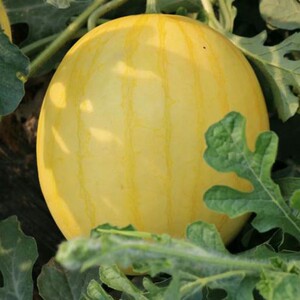 金皇后西瓜种子南方春夏秋四季种植高产黄皮红肉西瓜种籽阳台盆栽