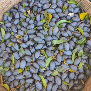 黑橄榄新鲜广西