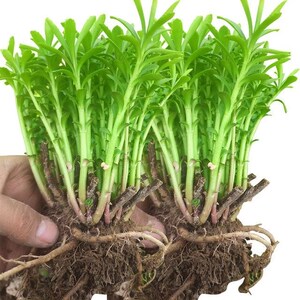 养心菜种子养生菜种籽盆栽韭菜救心菜根苗子高钙植物春季特色蔬菜