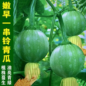 一串铃南瓜种