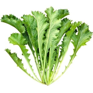 雪里红种子细叶雪里蕻农家雪菜籽春不老蔬菜种子排菜高产香青菜