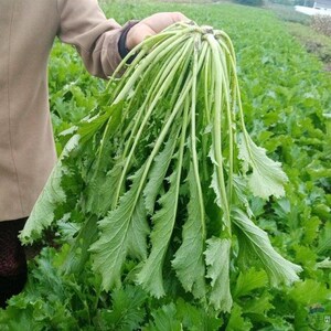 雪里蕻种子大叶细叶九头鸟雪里红阳台盆栽四季蔬菜秋冬季雪菜种籽