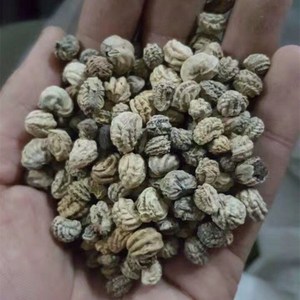 旱金莲花种籽子汉金莲春天花种子盆栽苗四季开花室内旱荷花卉种孑