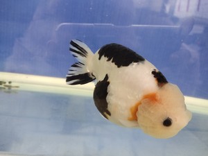 福州兰寿金鱼,熊猫,奶牛,麒麟,樱花,重墨,私拍不发