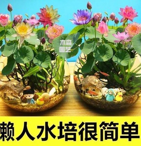 无土水培碗莲花种子水养生植物睡莲荷花盆栽四季花卉