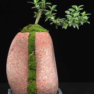 k高山流水盆景石头倒扣崖盆附石景蒲菖观造景装饰盆栽y悬花式六月