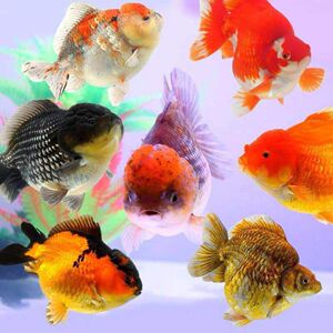 金鱼红狮兰寿元宝狮鱼混合金鱼观赏鱼淡水冷水鱼好养易活包邮