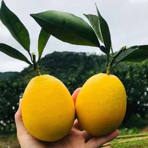 【纯甜不酸】台湾木瓜蜜丁橙子新鲜爆汁纯甜新鲜孕妇水果非脐橙