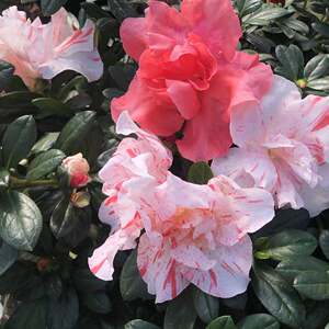 46查李群百货店淘宝福建五宝杜鹃青锦旗 一树多色