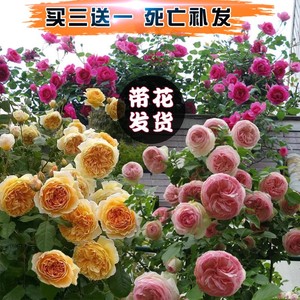 藤本月季花苗爬藤植物四季开花特大花卉浓香庭院七彩玫瑰盆栽蔷薇