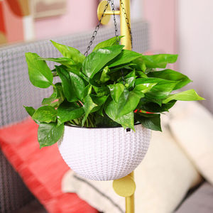 盆栽室内垂吊花卉水培植物吊兰绿植大长藤绿萝小 塑料吊篮盆-淡
