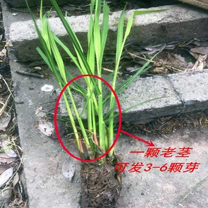 特卖 用茭白苗种子先挖早熟双季茭白苗种四季茭瓜苗笋种苗水