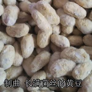 米种曲霉面菌酱生油曲精黄豆东北大酱粉制dev曲长霉用菌微物发酵2