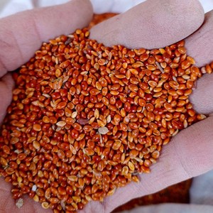 红糜子红粘米种子大黄米种子扫把笤帚糜子黍子种子带壳糯米春季