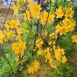 高档精品黄花杜鹃花小老桩树桩盆景映山红熟桩室内防辐射阳台绿植
