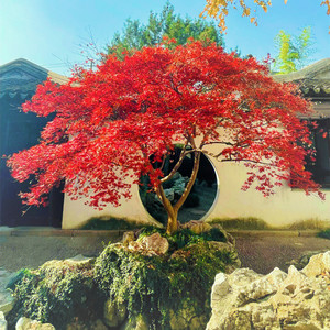 日本红枫树苗枫树红舞姬盆栽美国中国三季红盆景风景树庭院植物