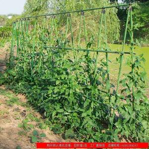 苦瓜搭盆栽架qkf玫花卉防转腐种花包塑钢管葡萄架架爬藤支架角瑰