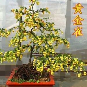 精品花卉金雀梅锦鸡儿金丝雀黄金雀花苗盆景盆栽金雀花苗树桩盆景