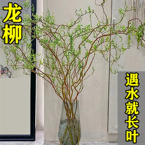 龙柳鲜枝插花客厅水培植物花卉室内鲜花四季好养活水养干枝支雪柳