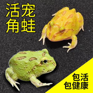角蛙活体宠物青蛙绿角蛙蝌蚪黄金角蛙活物蝴蝶角蛙活体包活
