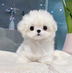 纯种长毛西施犬幼犬小型犬公主西施犬家养活体幼犬宠物狗