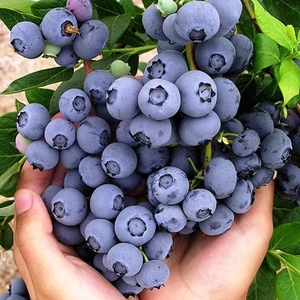 云南蓝莓新鲜当季水果树莓高山甜莓怡颗现摘整箱新鲜大果顺丰