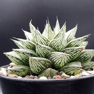 紫绘卷大颗背窗玉露多肉植物园艺盆栽组合透明含盆带土绿植极有家