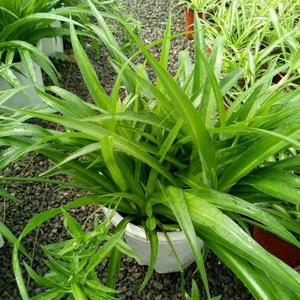 大盆宽叶绿叶吊兰绿植盆栽花卉土培水养水培室内好养