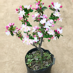 高档老北京西府海棠花盆栽四季盆景大苗室内客厅绿植花卉庭院阳台