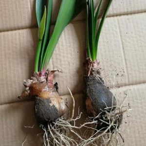 紫根兰植物花卉石蒜科红花垂筒花大开花球乔治百合庭院阳台盆栽